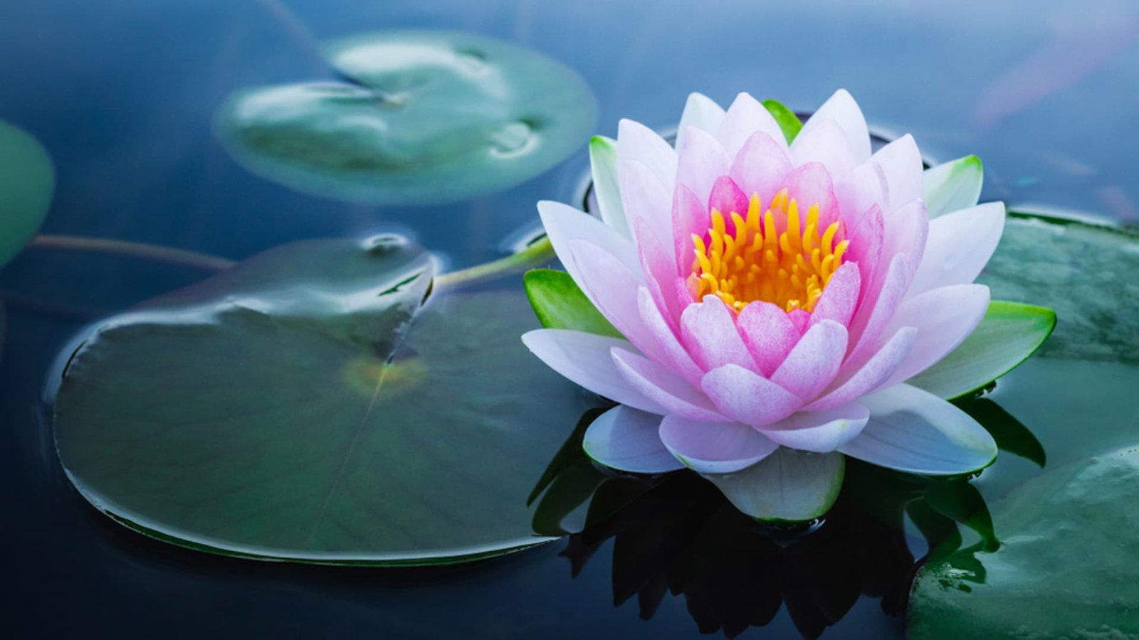 Conselho de Lama Zopa Rinpoche