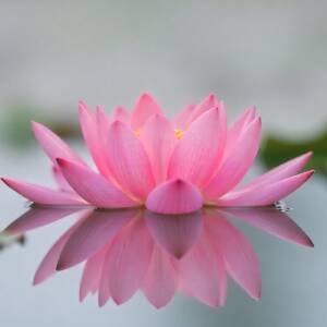 Flor Lotus