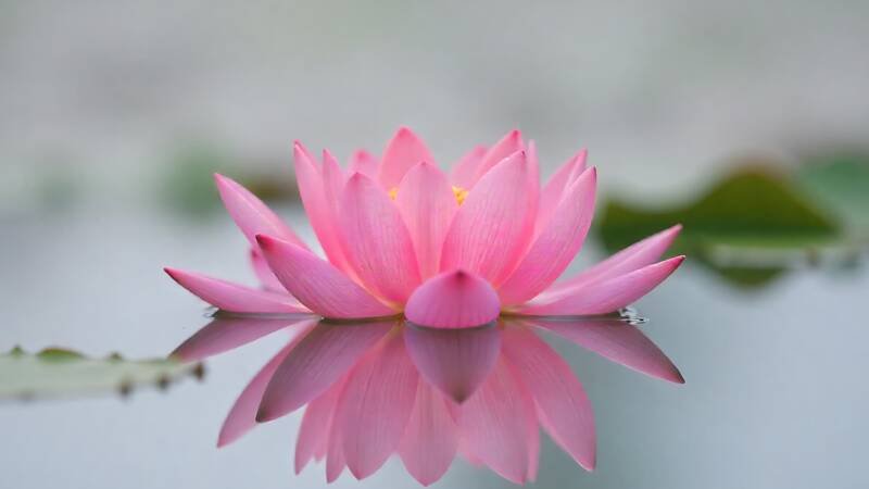 Flor Lotus