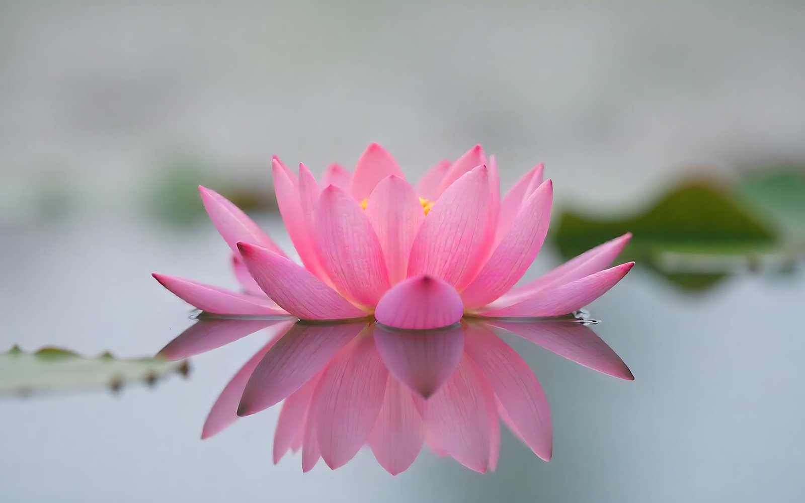 Flor Lotus